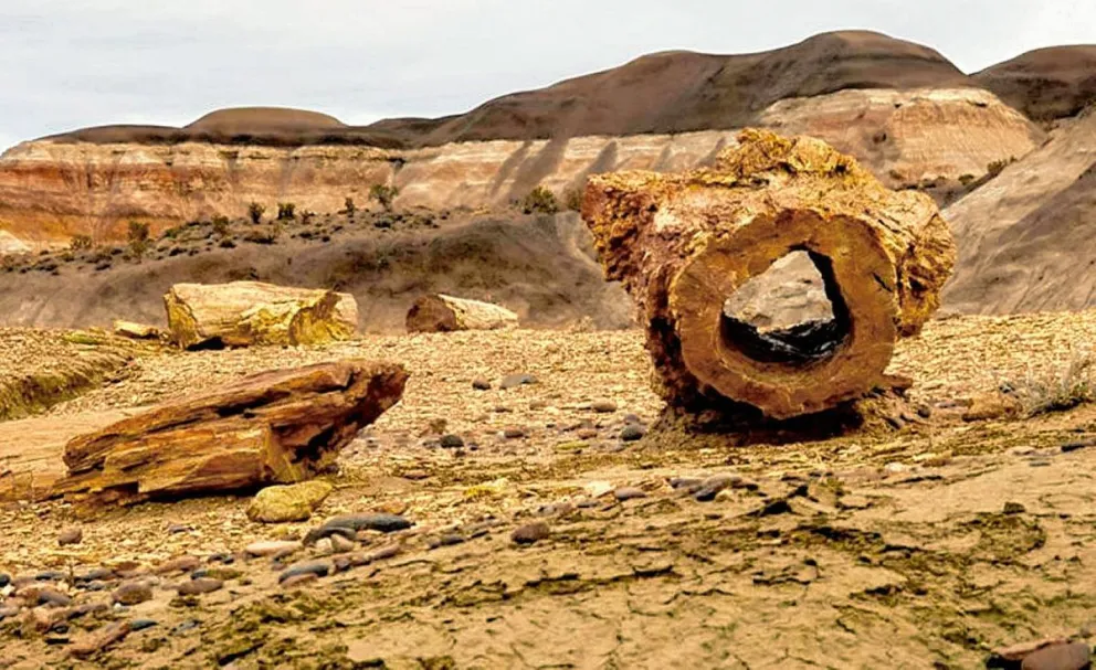 El bosque petrificado más grande del mundo está en la Patagonia