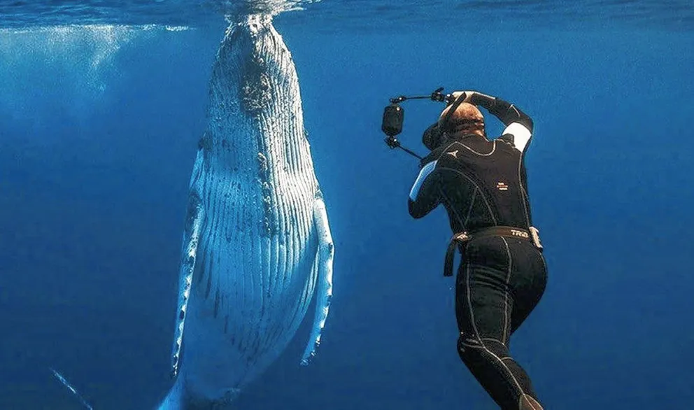 Dura posición oficial contra el “reclamo oportunista” de habilitar el buceo con ballenas