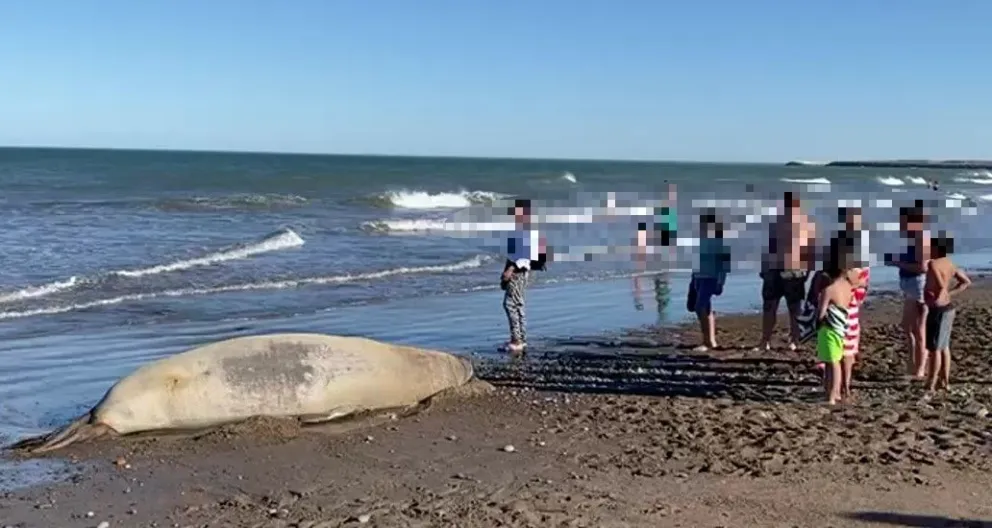 El Gobierno Provincial recuerda cuales son las indicaciones a seguir ante la circulación de gripe aviar en mamíferos marinos