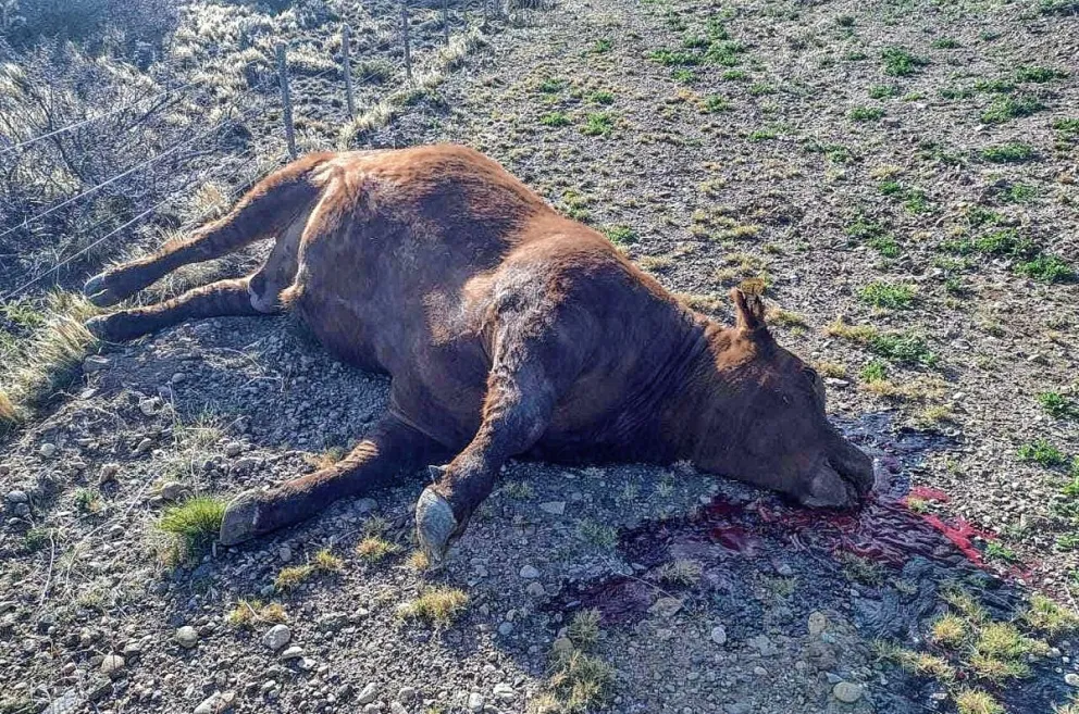 A un camión se le abrió la compuerta del acoplado y pasó a perder dos animales vacunos: uno murió