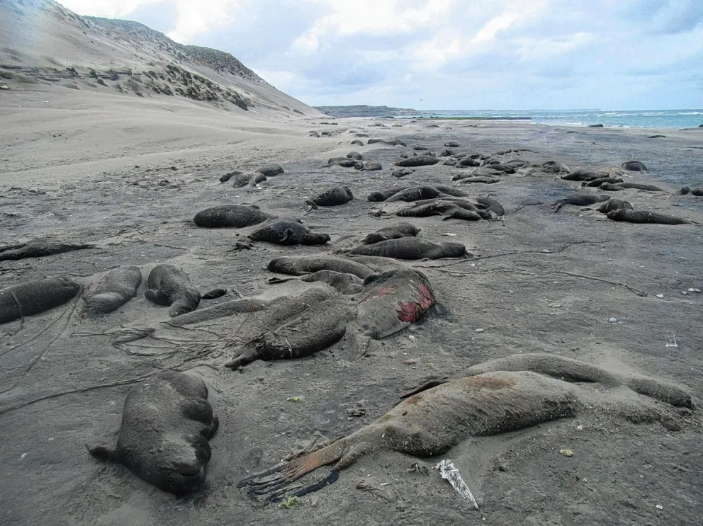 Chubut: se registró una muerte masiva de elefantes marinos, atribuible a la gripe aviar