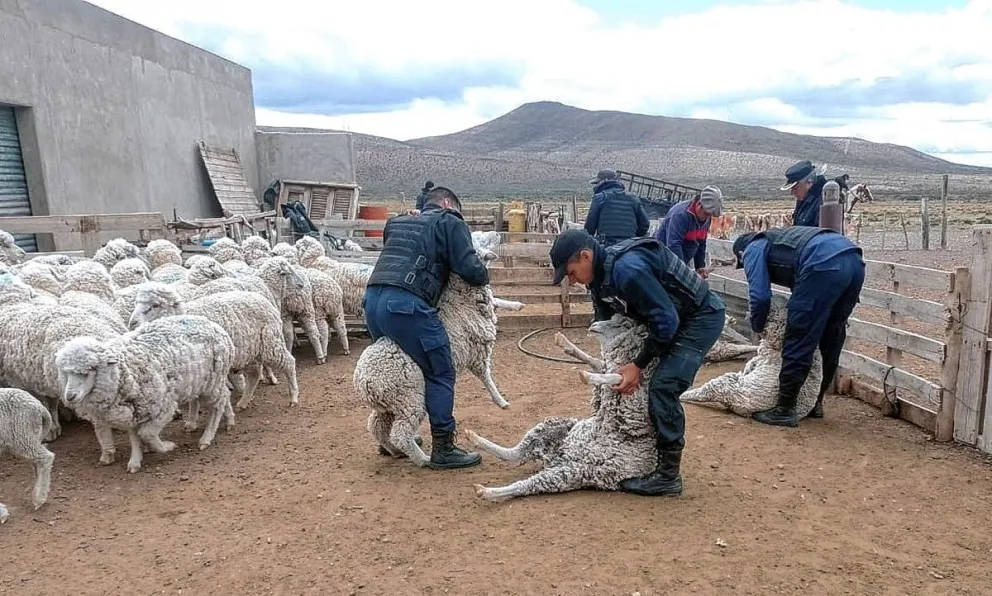 Duro golpe al abigeato: allanan establecimiento rural donde funcionaba frigorífico clandestino