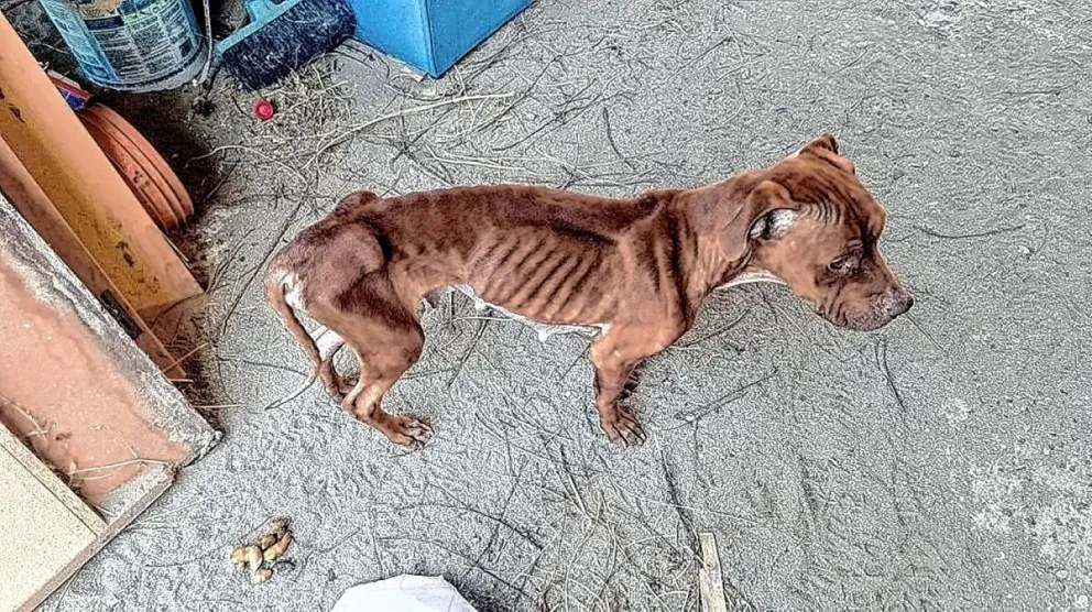 Otro caso de crueldad animal llega a la Justicia: imputarán al dueño de “Canela”