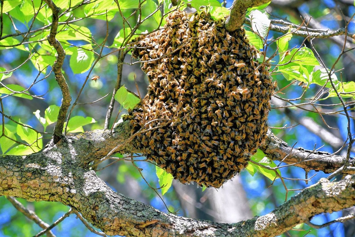 Recomendaciones ante aparición de enjambres de abejas