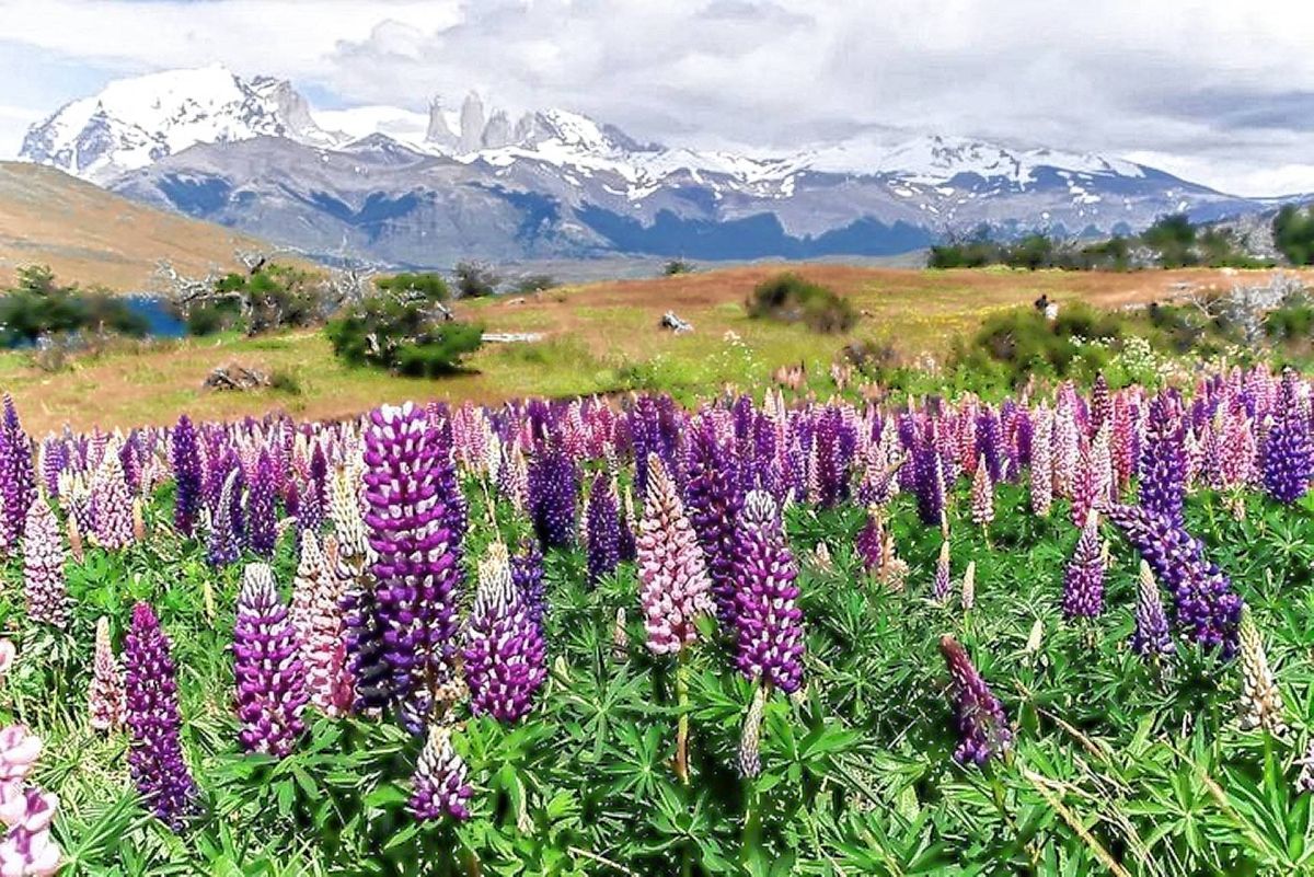 Retamas y lupinos, las dos flores más lindas que visten a la Patagonia en primavera