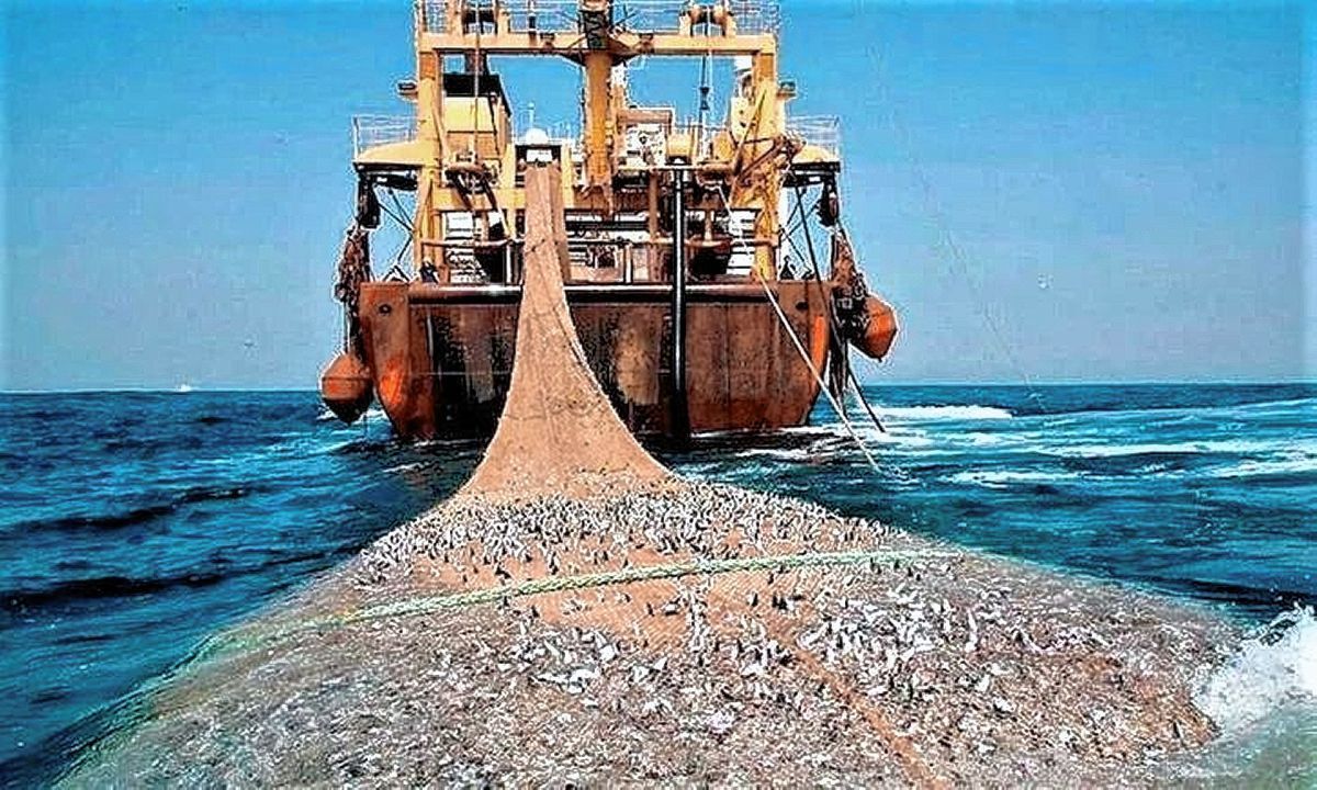 ¿Por qué es el método más destructivo? Diez datos impactantes sobre la pesca de arrastre