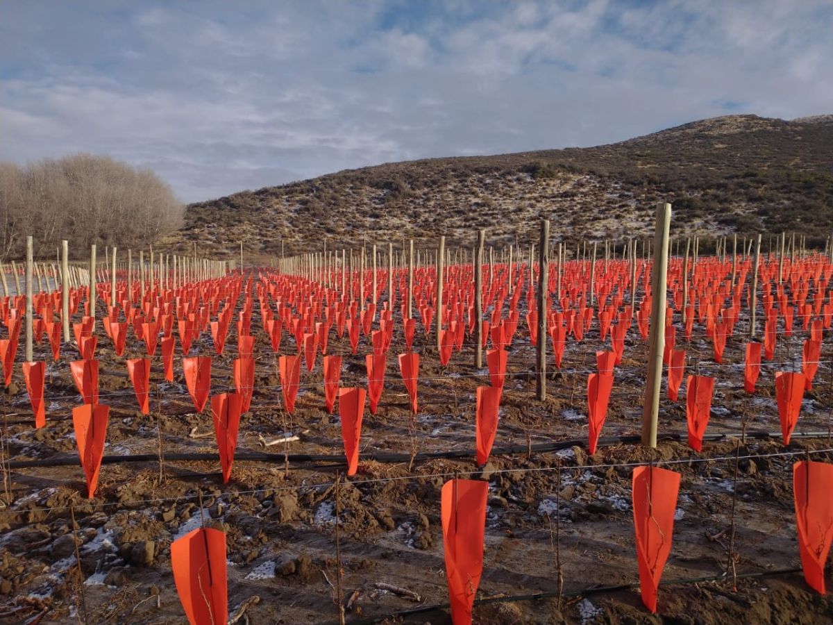 Reconocimiento a Chubut como provincia vitivinícola: 16 localidades productoras, 138 hectáreas y 20 destinos de exportación