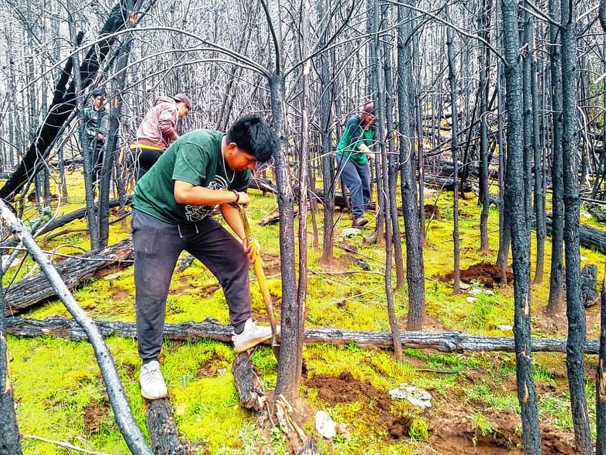 Se llevó a cabo el cierre de la campaña anual de restauración de bosques
