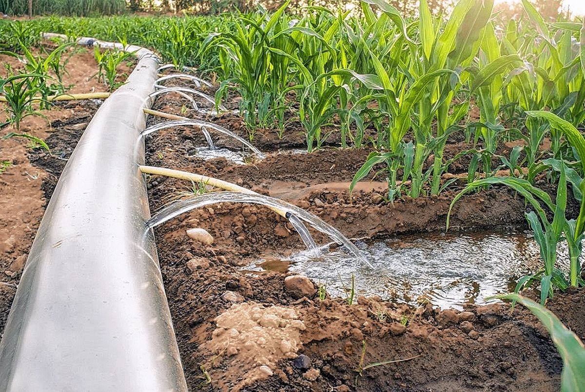 “Hay varias zonas de productores que tienen el riesgo de perder toda la producción” 