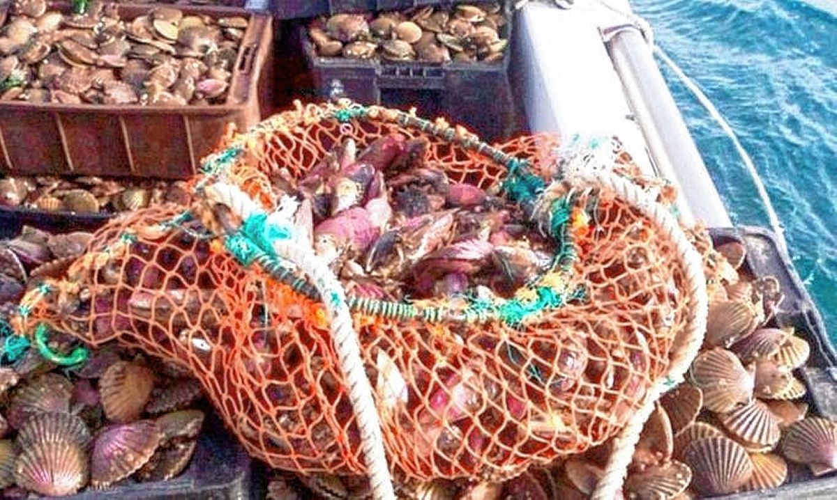 Se dispuso veda en Bahía Camarones por marea roja