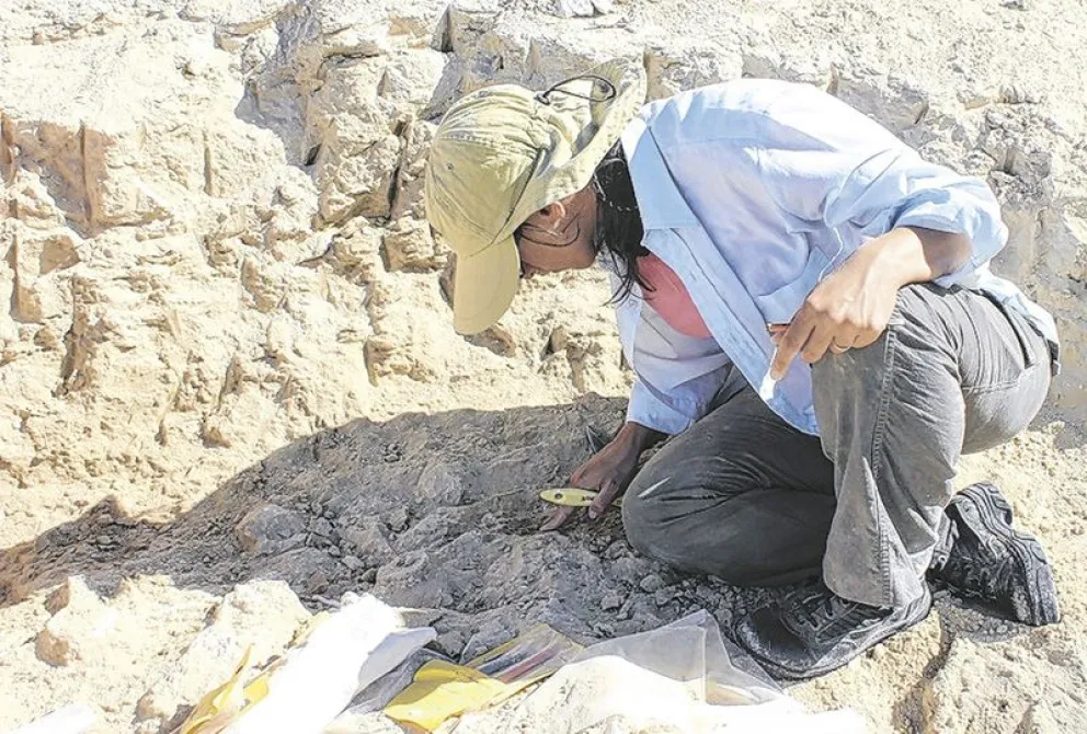 Estudian el modo de alimentación de delfines patagónicos que vivieron hace 20 millones de años