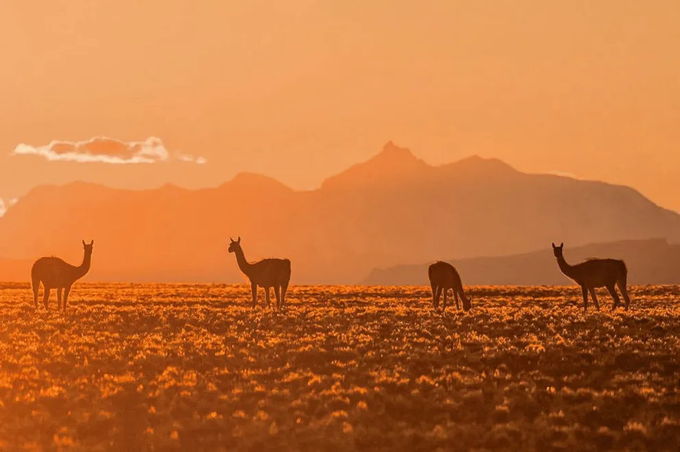 Aventura Patagónica: los secretos de los guanacos y la vida silvestre en el Parque Patagonia