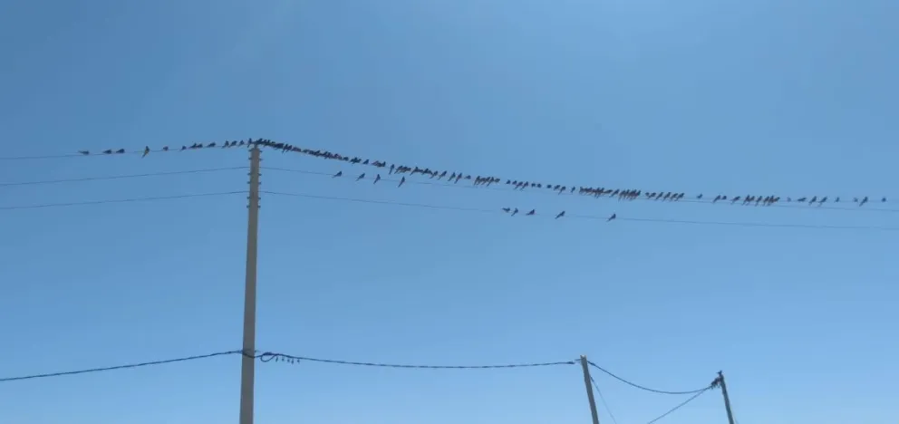 Cortes de energía en los kilómetros y Astra por presencia de loros en los cables