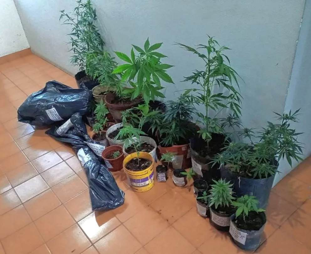 Pico Truncado: En un allanamiento por robo la DDI halló gran cantidad de marihuana