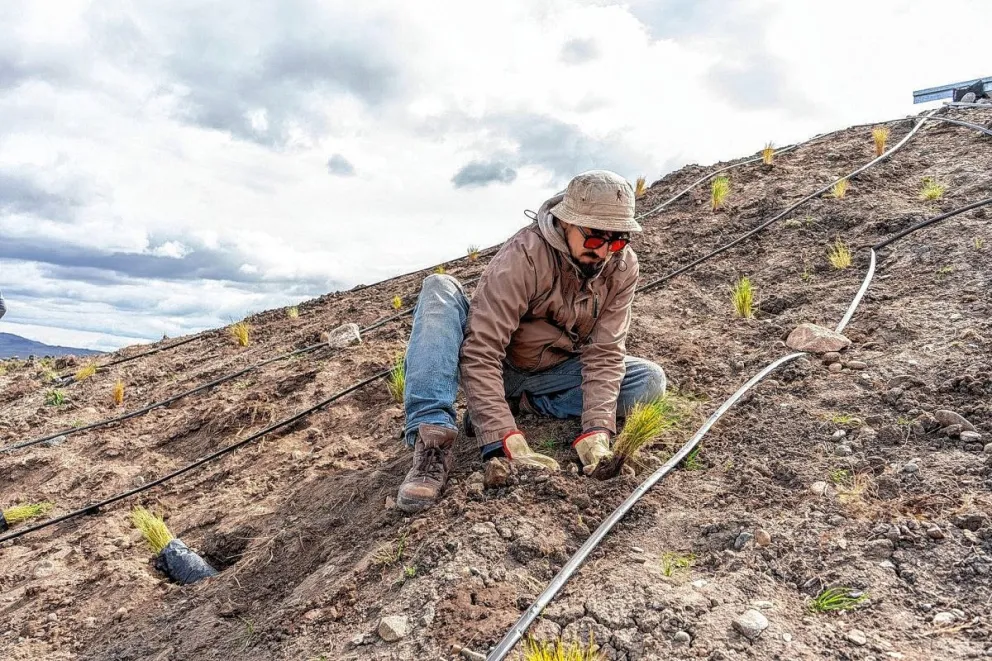 Reforestación con plantas nativas en el Parque Patagonia