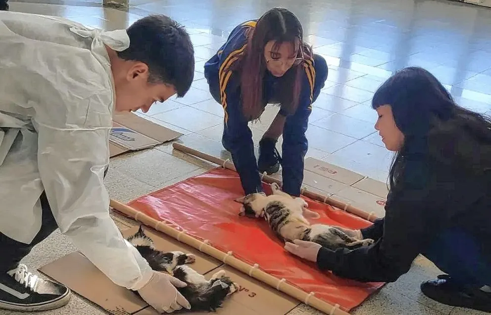 Bajo el programa “Tu Amigo Fiel” castraron a más de 60 animales