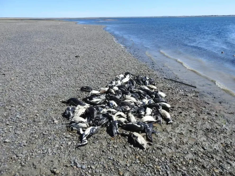 Desgarradora imagen: 138 pingüinos aparecieron muertos en las costas de Santa Cruz
