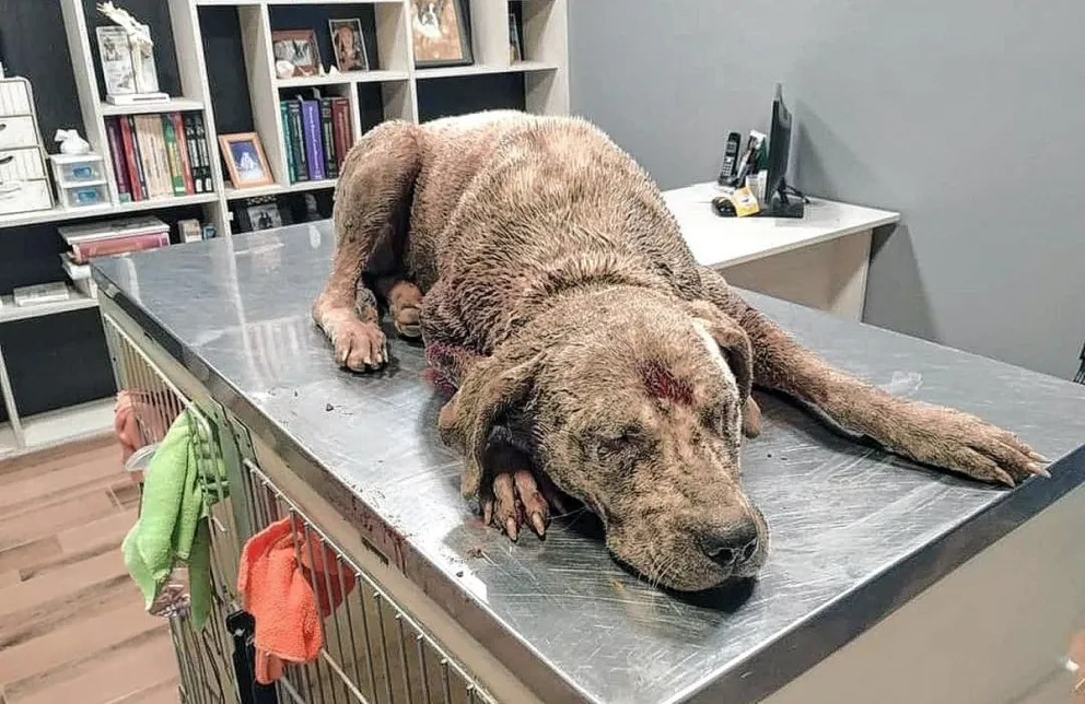 Crueldad animal: Una perra asesinada de un disparo y otra colgada siendo atacada por tres canes
