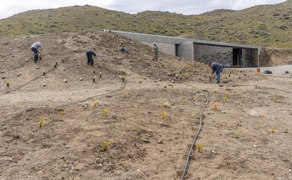 Reforestación con plantas nativas en el Parque Patagonia