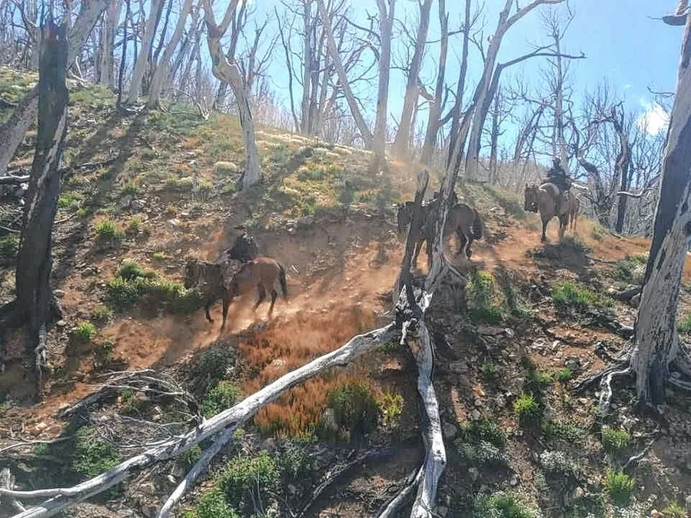 Por 19 kilómetros siguieron el rastro de cuatreros en plena cordillera para terminar allanando casas y secuestrar pruebas