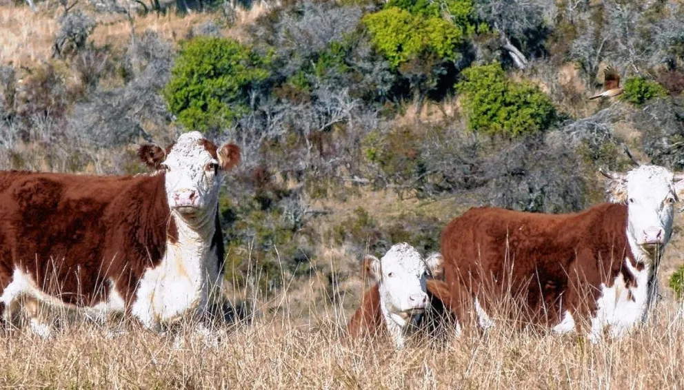El Gobierno del Chubut seleccionó proyectos financiables para la conservación y el manejo del bosque nativo