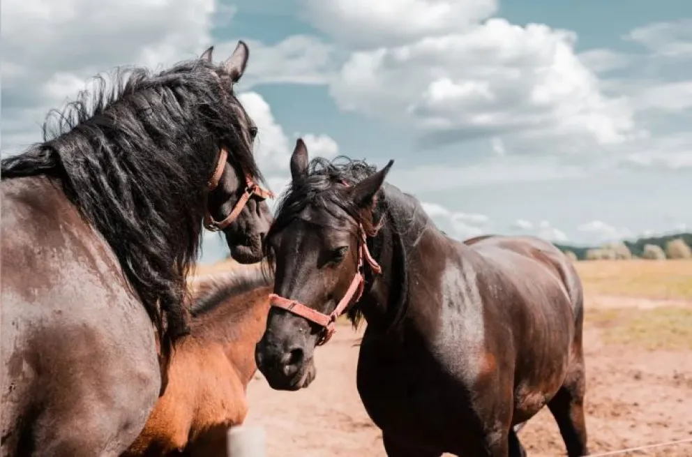 Santa Fe confirmó el primer muerto por encefalitis equina en el país