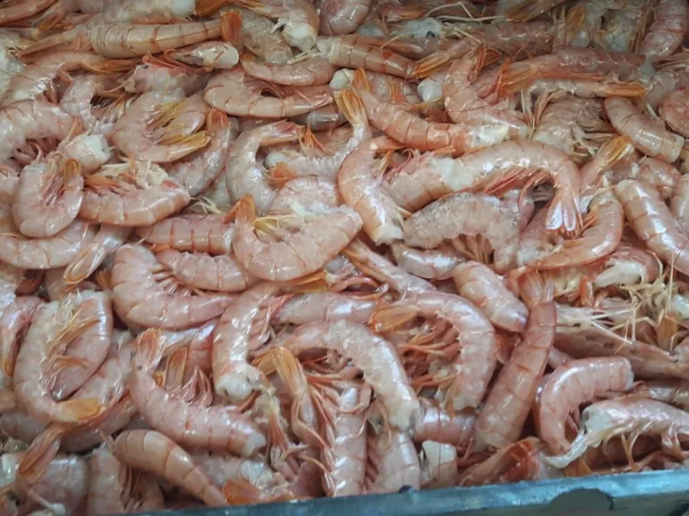 Provincia decomisó más de 6000 kilos de langostinos que eran trasladados de forma ilegal