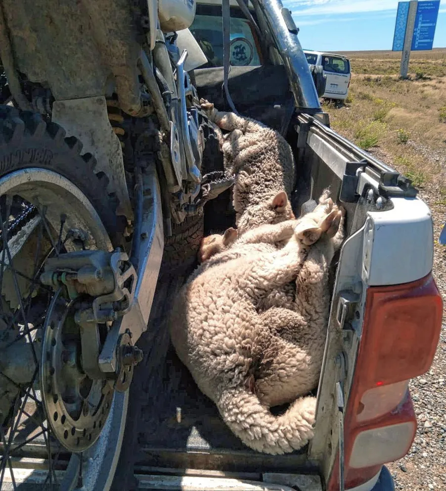 Decomisan ovejas y secuestran motocicletas en una intervención policial en la Ruta Nacional 3