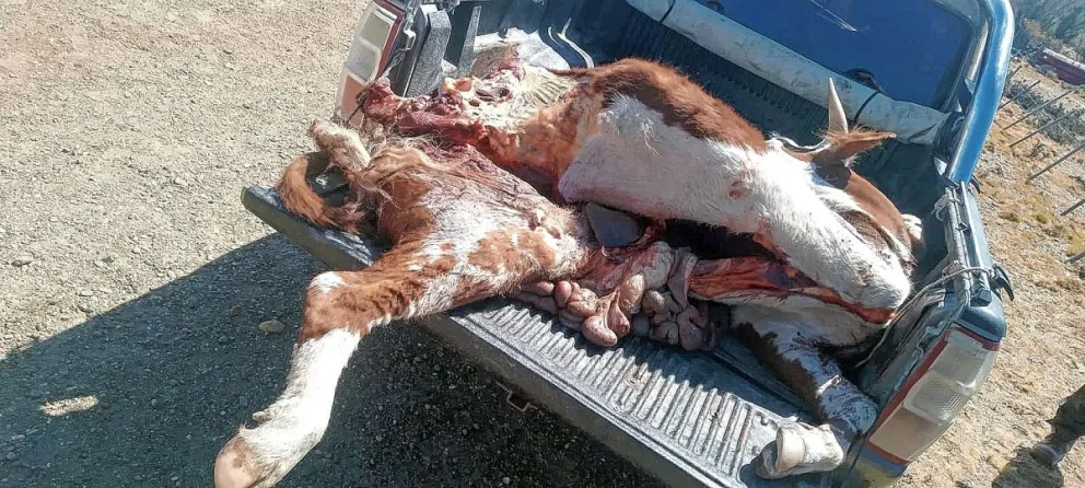 Puerto Deseado: La policía detuvo a 4 sujetos armados y con una vaca faenada