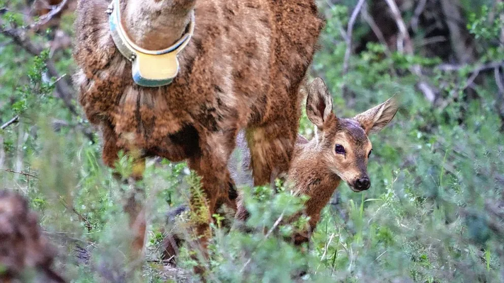Nació el primer huemul gestado en la Estación de Rehabilitación y Recría de Huemules de Alto Río Senguer