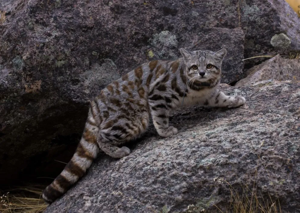Inédito registro de gato andino en Neuquén, especie en extinción