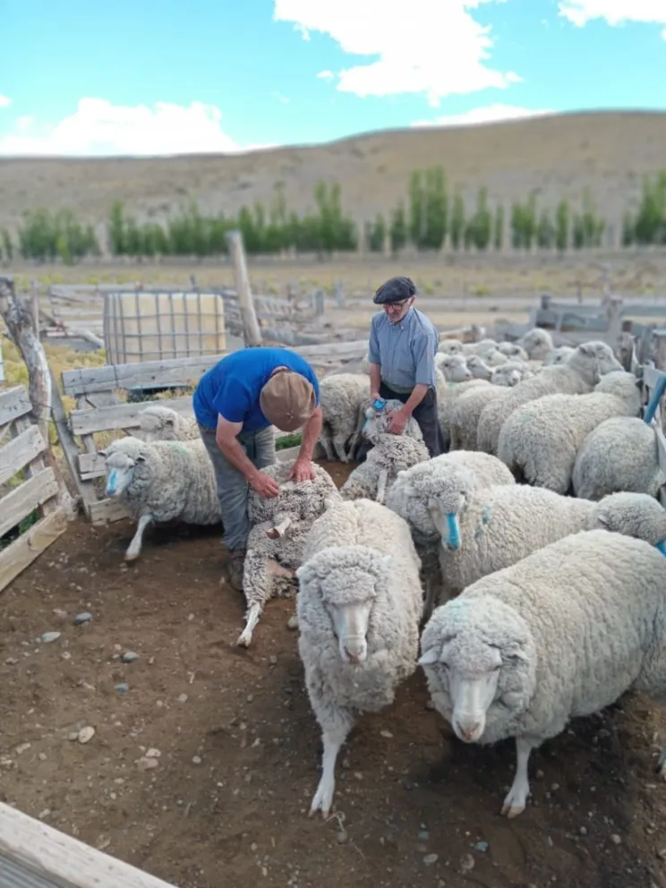 Chubut invita a participar de tres Fiestas Populares y de la Exposición Ovina de Esquel