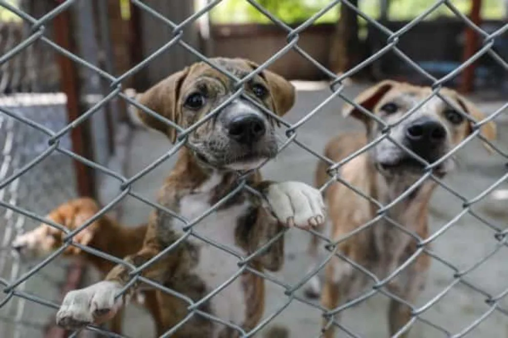 Cambia el paradigma judicial chubutense para enfrentar causas de maltrato animal.