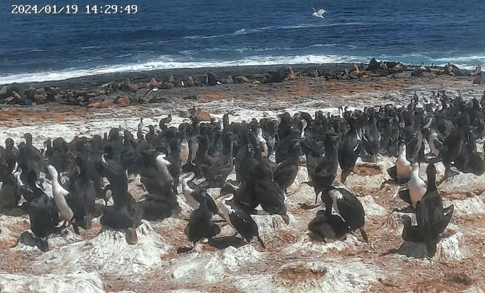 Colocaron cámaras con transmisión en vivo para monitorear colonias de pingüinos, petreles y cormoranes
