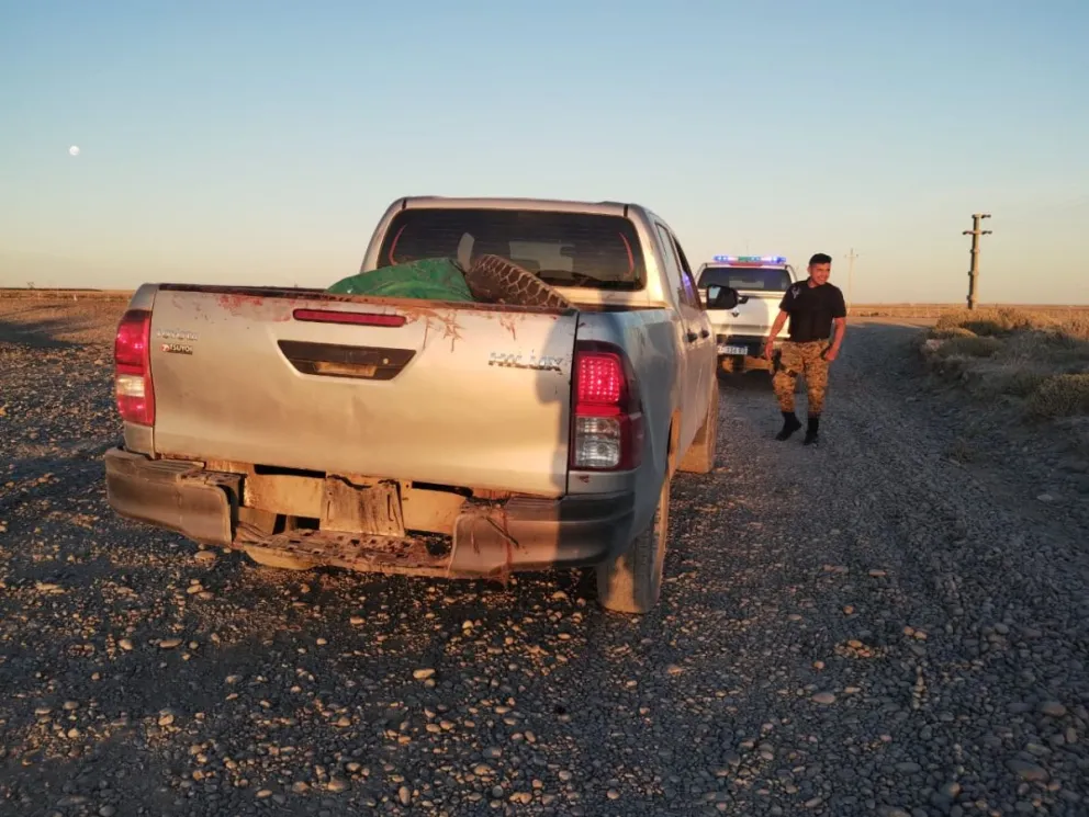 Llevaba un caballo faenado en la camioneta