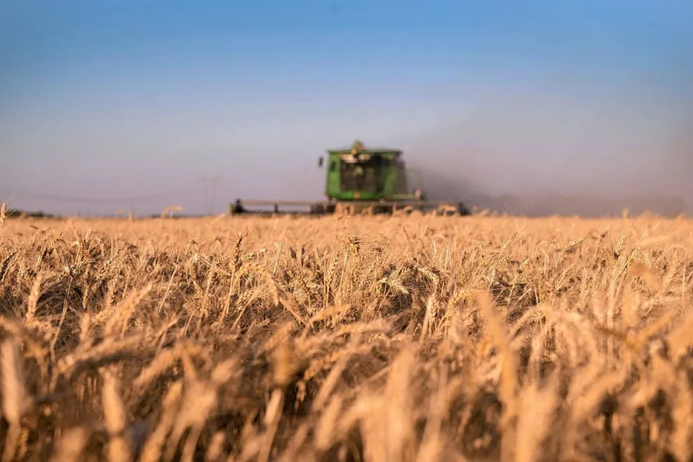 Trigo argentino al mundo: por primera vez Argentina puede exportar trigo a China