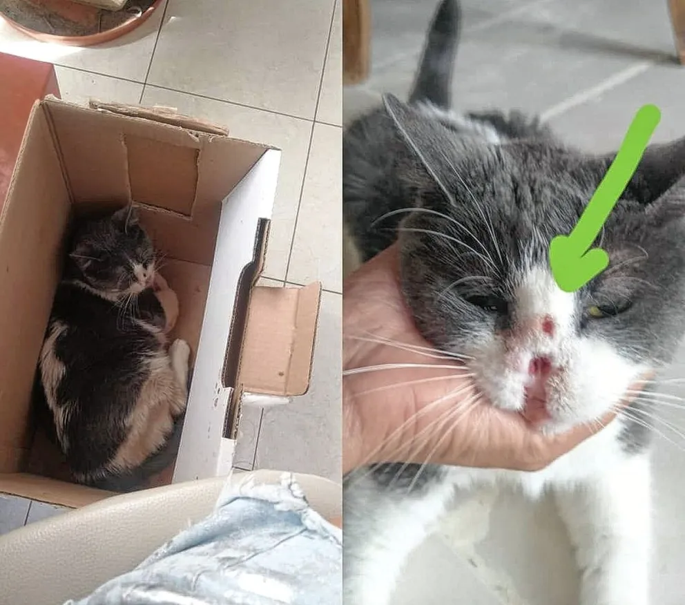 Piden ayuda a la comunidad para costear el tratamiento de Anita, una gatita rescatada