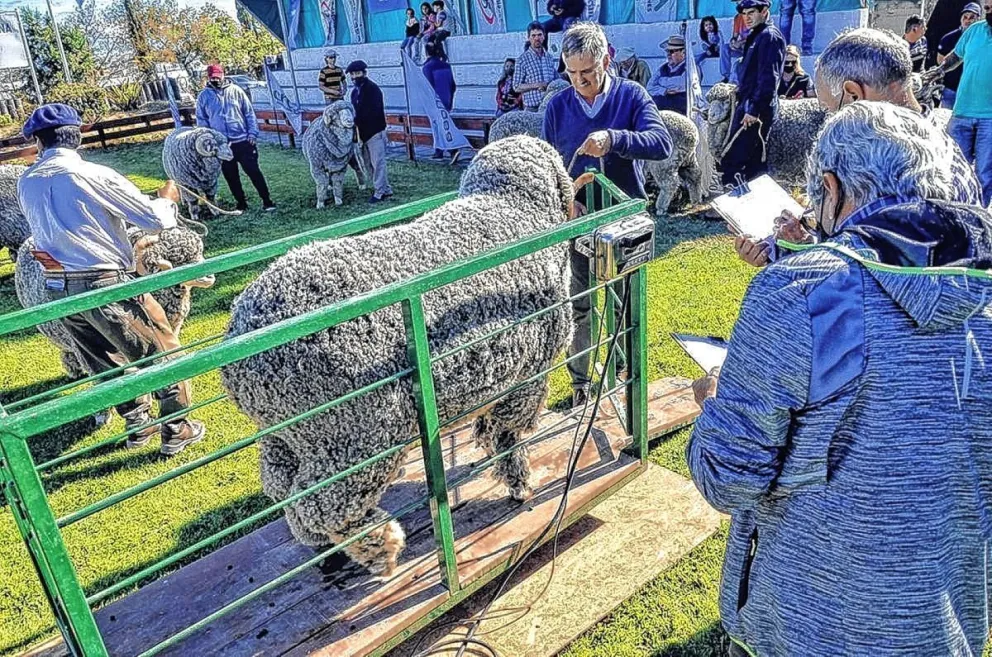 Comienza una nueva edición de la expo ganadera ovina en La Rural