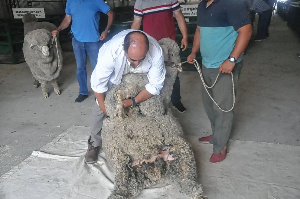 Cerca de un centenar de ejemplares ovinos de 20 cabañas participan de la Expo Rural