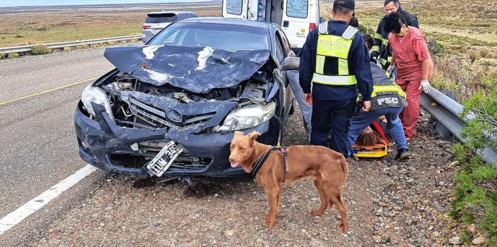 Una pareja que viajaba con sus mascotas se salvó de milagro tras chocar con un guanaco