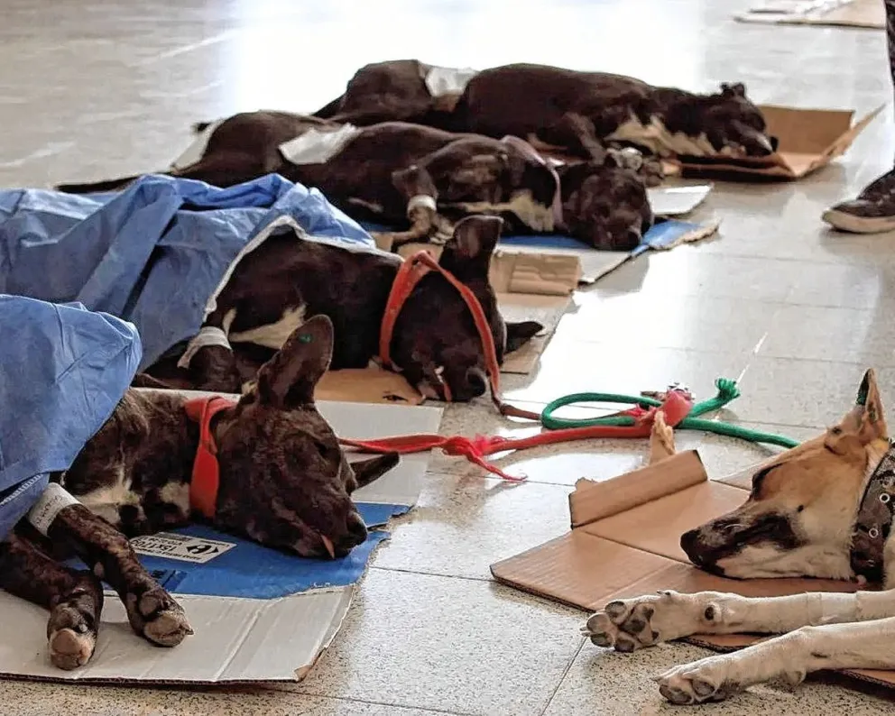 El servicio de esterilización canina y felina estará en la vecinal del barrio Don Bosco