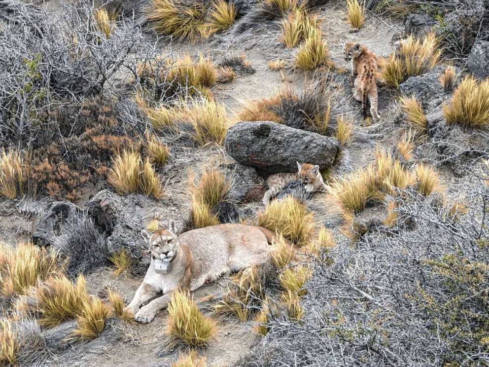Tecnología innovadora revela los misterios de la vida de Paloma, una puma de Parque Patagonia