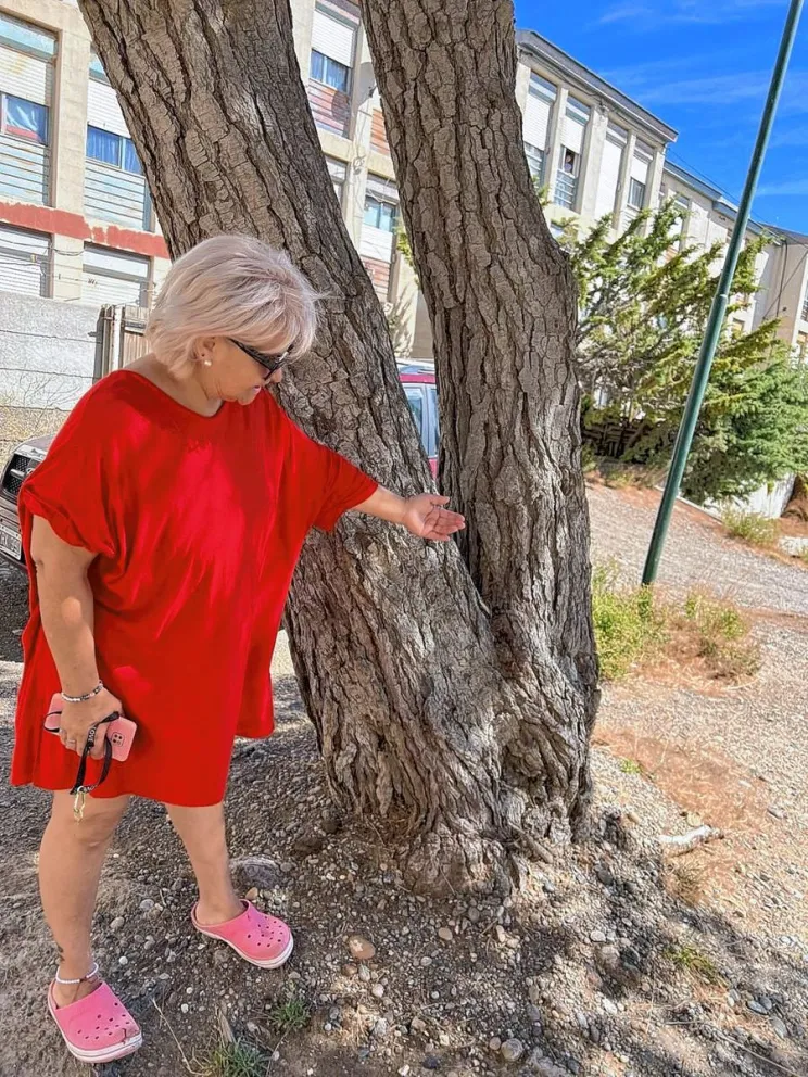 Deseado: Desesperado pedido al municipio para que corten un árbol que atenta contra un sector de Barrio 330 viviendas