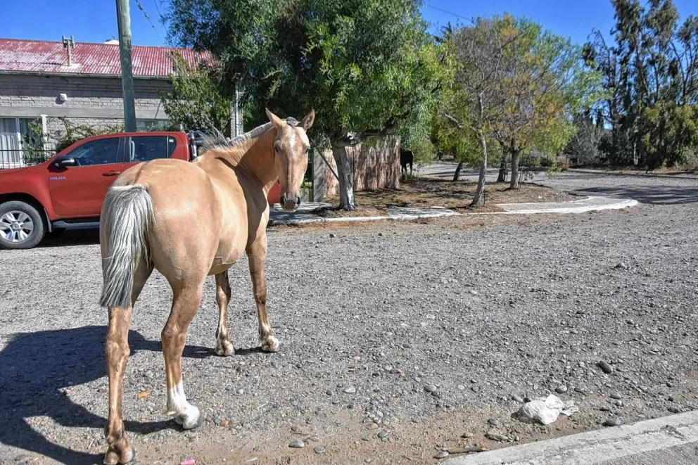 Caballos sueltos: Gaitán dijo que trabajarán sobre dos proyectos para tener una normativa
