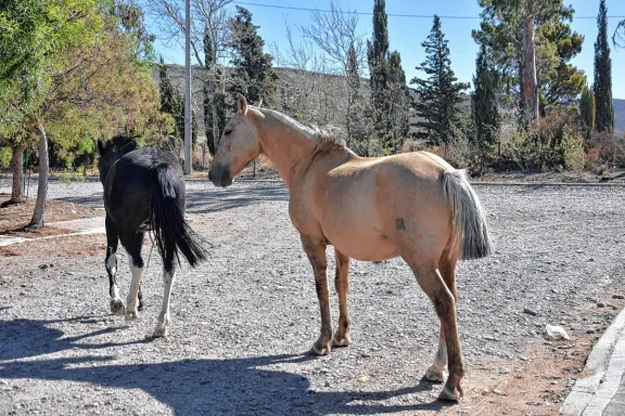 Veterinaria Municipal conformó una cuadrilla especial para el retiro de caballos de la vía pública