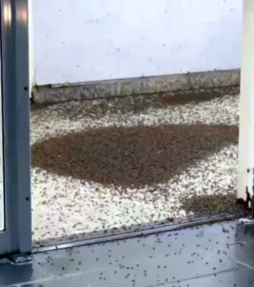 "Como aviones": otra postal de la invasión de mosquitos y bichos en Aeroparque