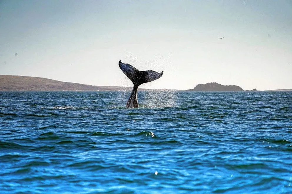 Puerto Madryn se encamina a ser el primer "Puerto Azul" de la Argentina