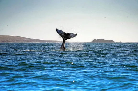 Puerto Madryn se encamina a ser el primer 