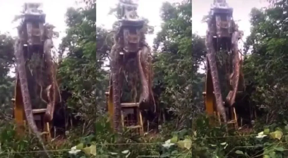Increíble pero real: encontraron una anaconda de casi 450 kilos y 10 metros de largo