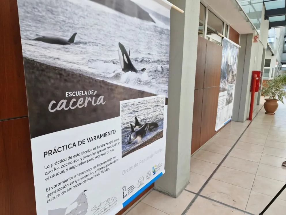 Se instaló en la Legislatura del Chubut muestra sobre las Orcas de Península Valdés